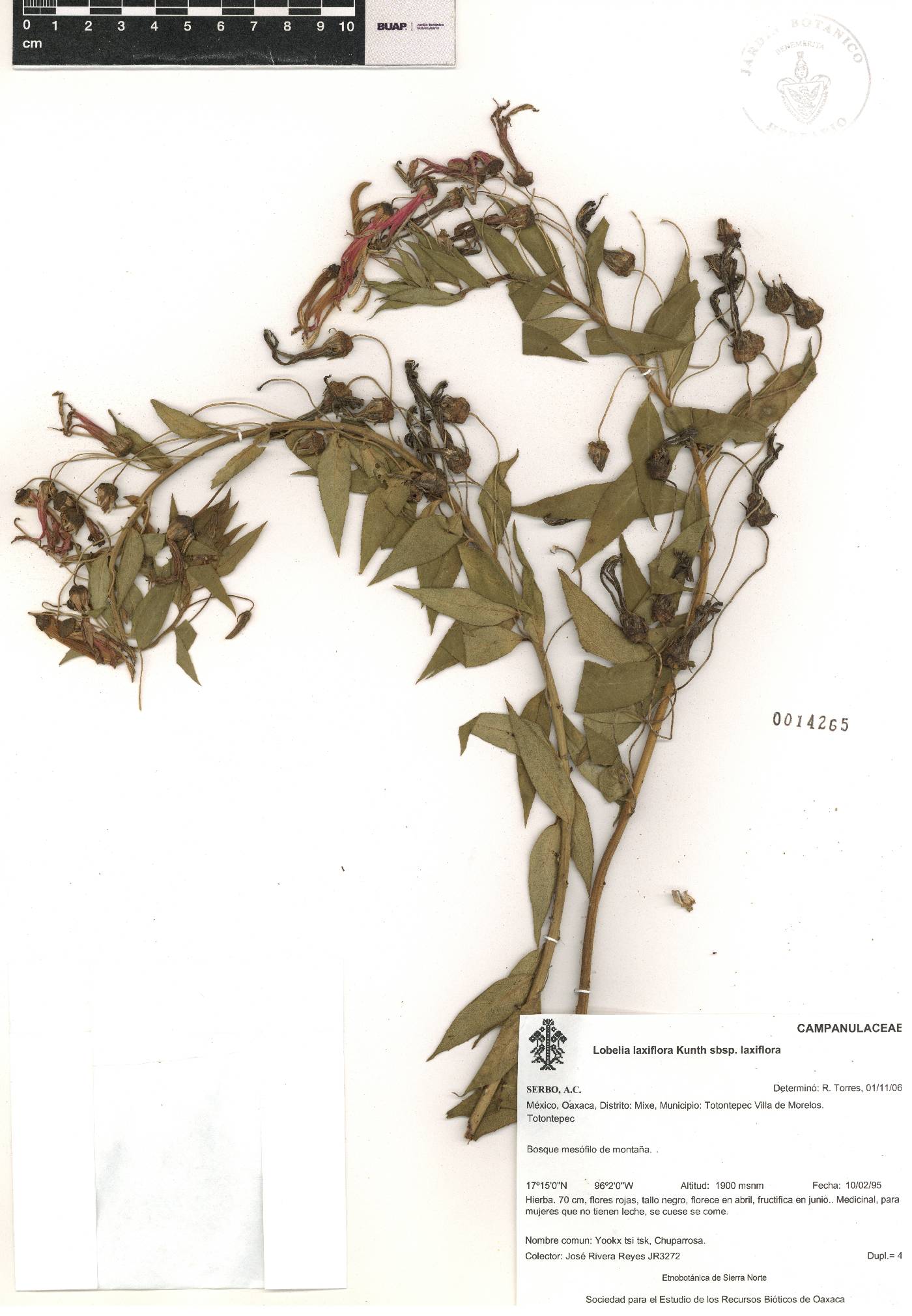 Lobelia laxiflora subsp. laxiflora image