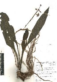 Calanthe calanthoides image