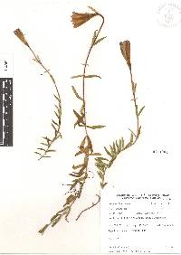 Gentiana bicuspidata image