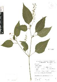 Rivina humilis image