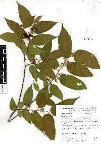 Guazuma ulmifolia image