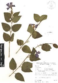 Vinca major image