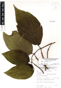 Piper hispidum image