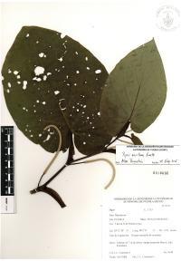 Piper auritum image