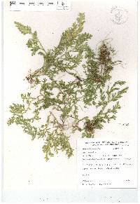 Selaginella stenophylla image