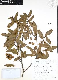 Quercus acherdophylla image