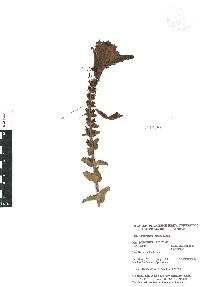 Lamourouxia viscosa image