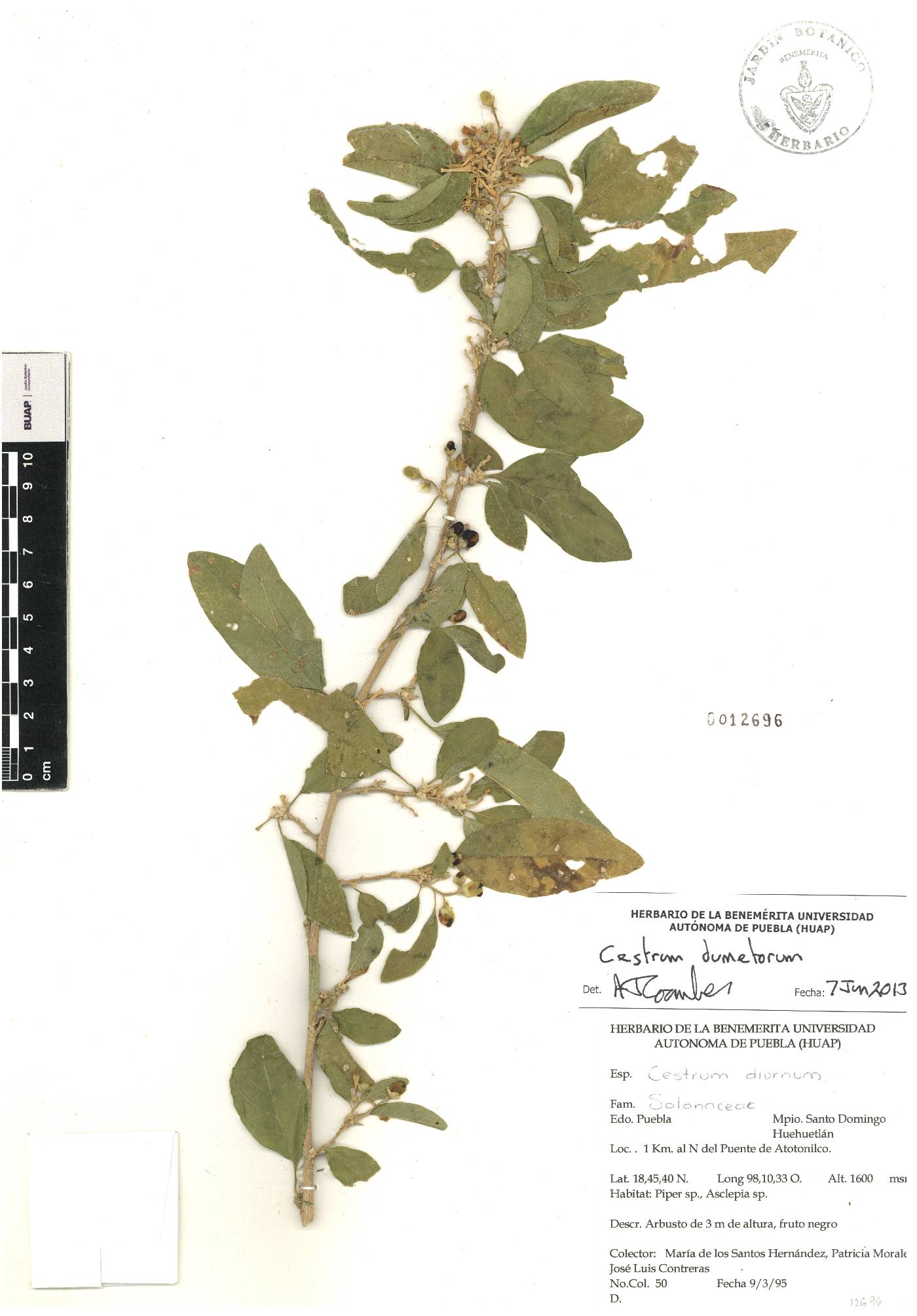 Cestrum dumetorum image