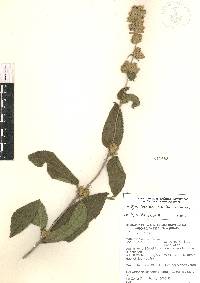 Lippia oaxacana image