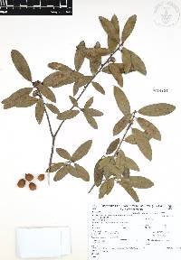 Quercus acherdophylla image