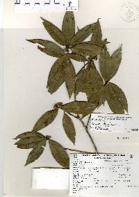 Quercus delgadoana image