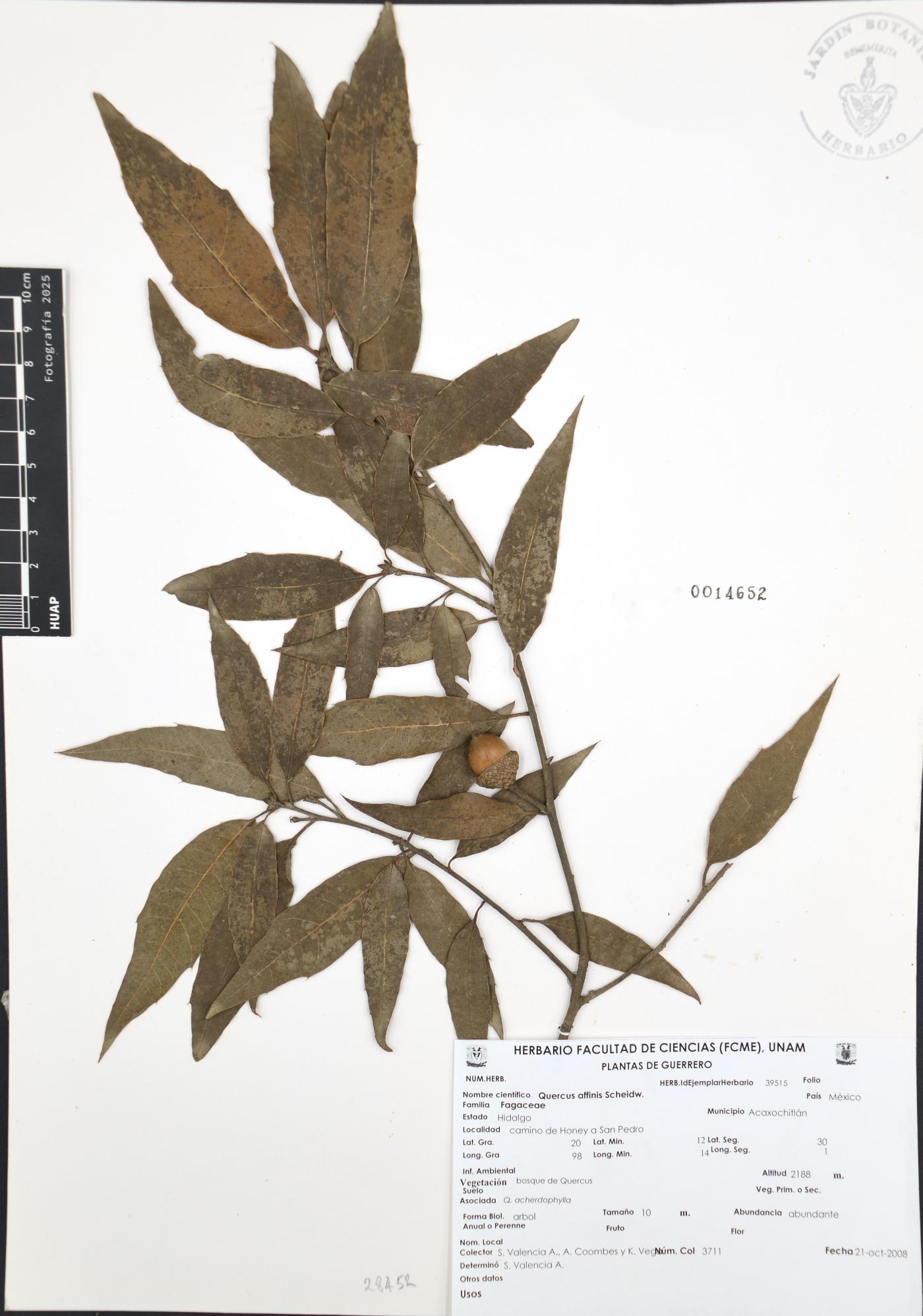 Quercus affinis image