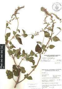 Salvia polystachia image