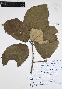 Quercus candicans image