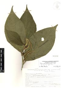 Piper pseudofuligineum image