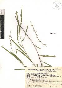 Desmodium angustifolium image