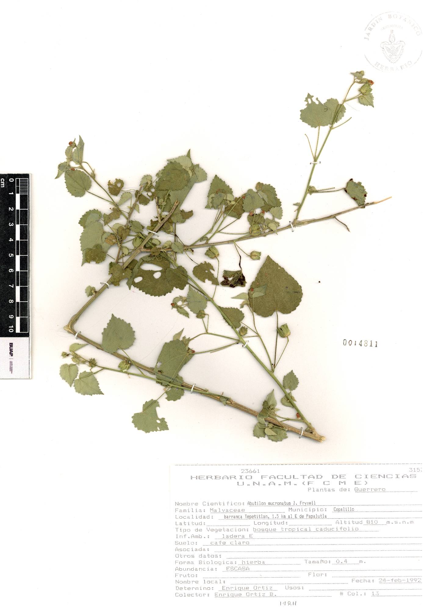 Abutilon mucronatum image