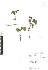 Desmodium grahamii image