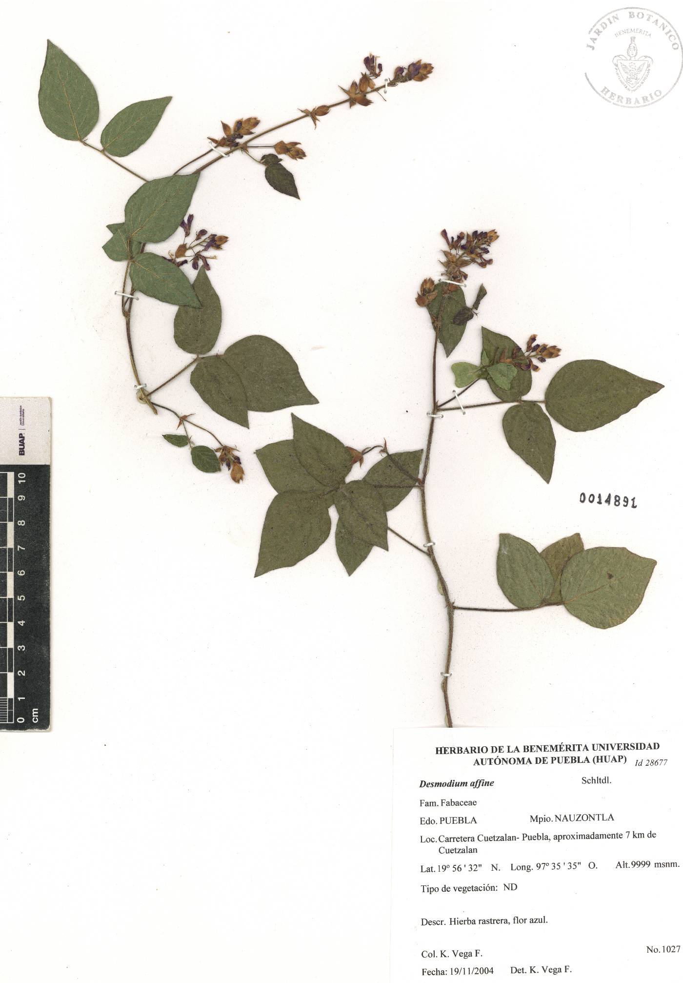 Desmodium affine image