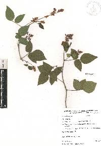 Desmodium affine image