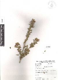 Krameria cytisoides image