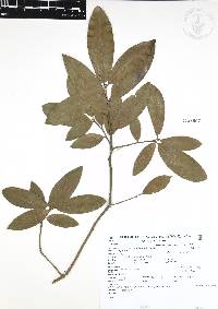 Quercus acherdophylla image