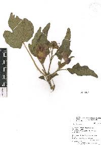 Martynia annua image