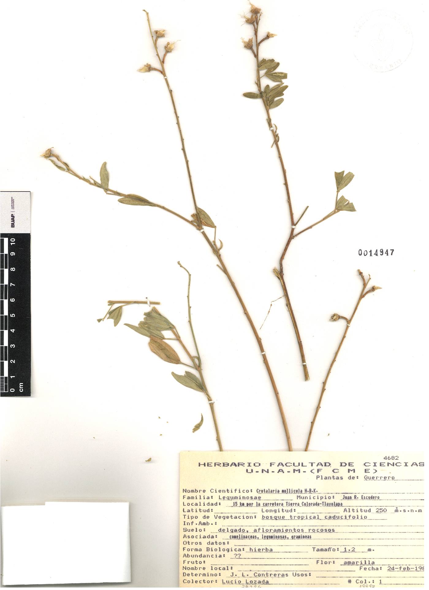 Crotalaria mollicula image