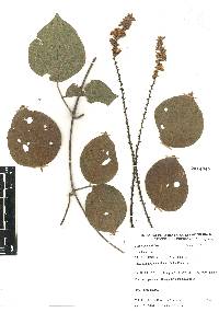 Galactia viridiflora image