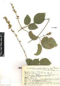 Galactia viridiflora image