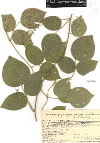 Galactia viridiflora image