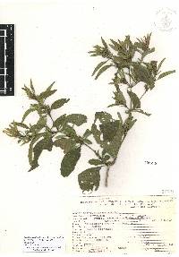 Ruellia foetida image
