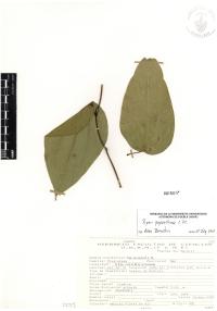 Piper papantlense image