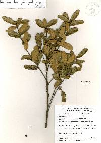 Quercus repanda image