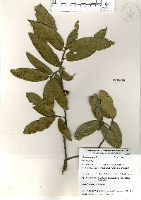 Quercus × dysophylla image