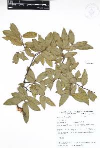 Quercus acherdophylla image