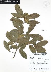 Quercus acherdophylla image