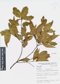 Quercus affinis image