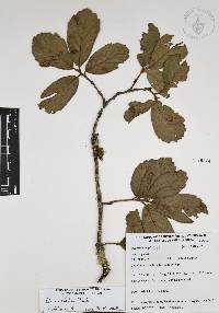 Quercus ariifolia image