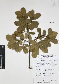 Quercus ariifolia image