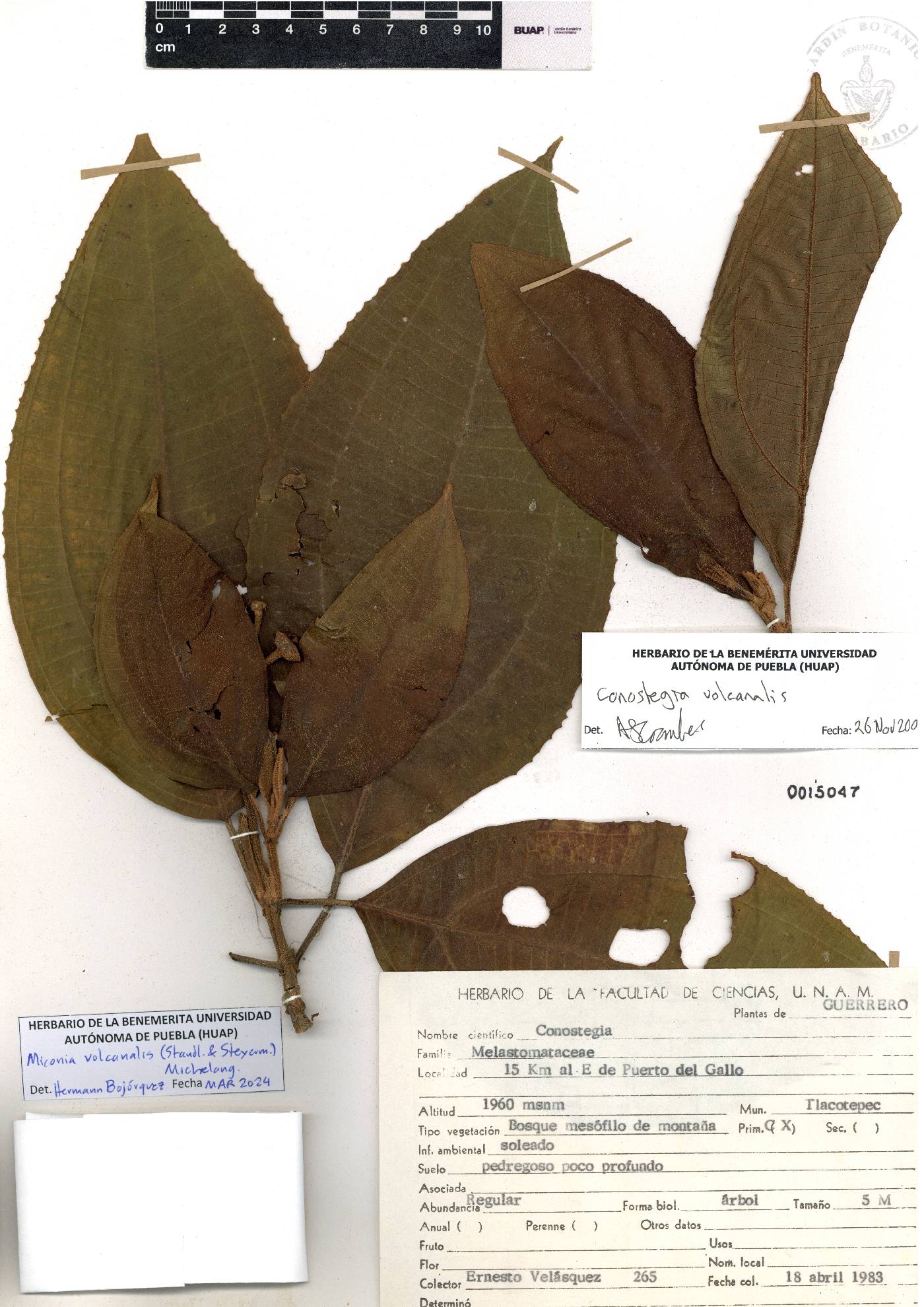 Miconia volcanalis image