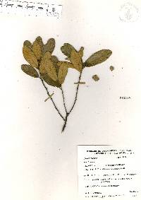 Quercus repanda image