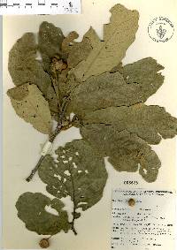 Quercus praeco image