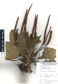Plantago major image