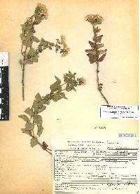 Ageratina espinosarum image