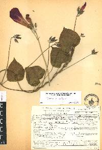 Ipomoea orizabensis var. orizabensis image