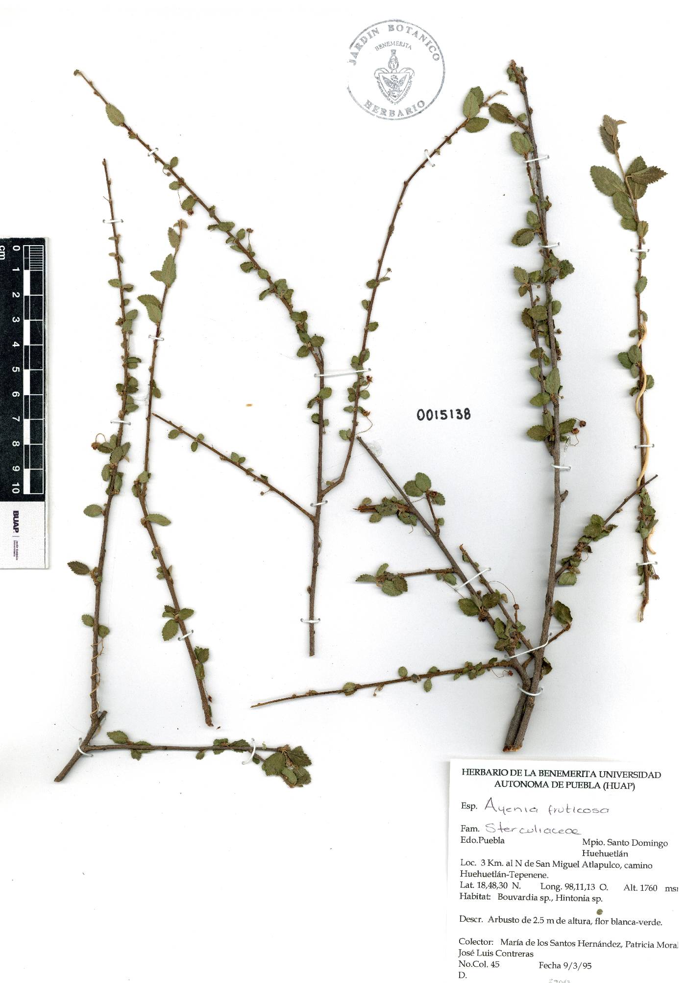 Ayenia fruticosa image