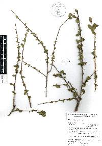 Ayenia fruticosa image