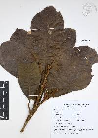 Quercus insignis image