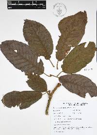 Quercus insignis image